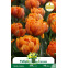 Tulipe double Orange Princess– 7 bulbes