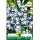 Chionodoxa bleu – 10 bulbes