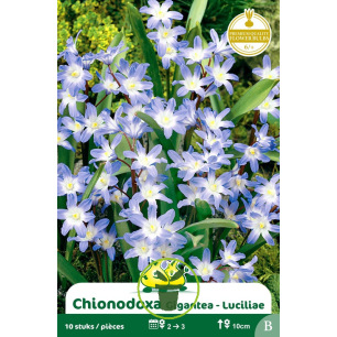 Chionodoxa bleu – 10 bulbes