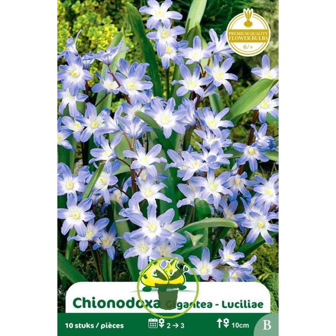 Chionodoxa bleu – 10 bulbes