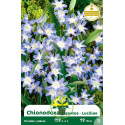 Chionodoxa – Étoile des neiges - Bulbes