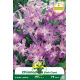 Chionodoxa rose – 8 bulbes