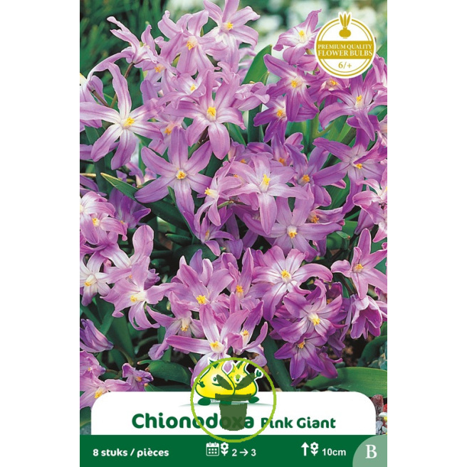 Chionodoxa rose – 8 bulbes Chionodoxa rose – 8 bulbes