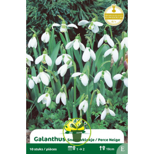 Perce-neige (Galanthus) – Sachet de 10 bulbes