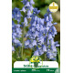 Scille Campanulata bleu 5 bulbes