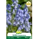 Scille Campanulata bleu 5 bulbes