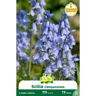 Scille Campanulata bleu 5 bulbes