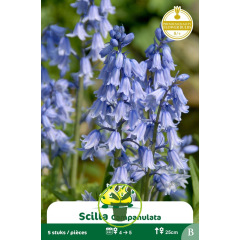 Scille Campanulata bleu 5 bulbes