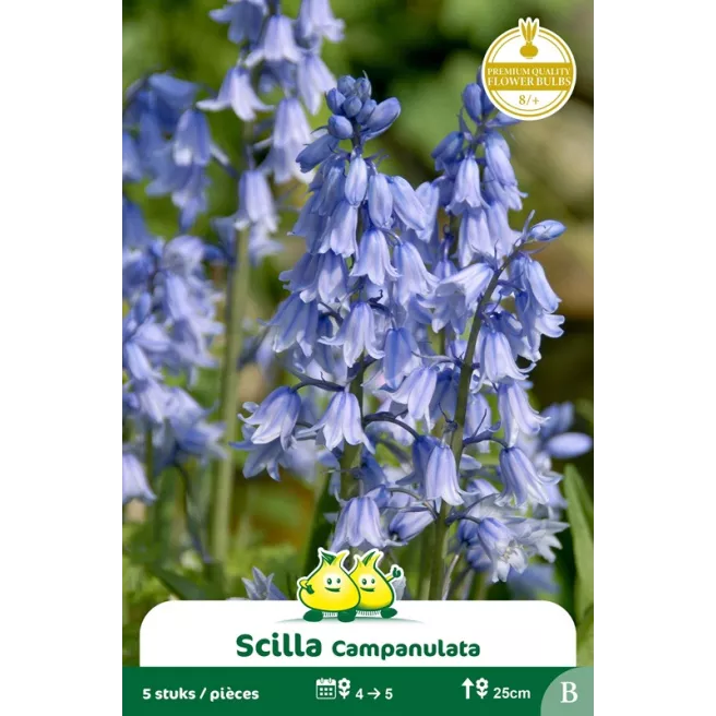 Scille Campanulata bleu 5 bulbes