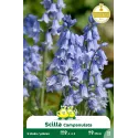 Scille campanulata – Bulbes