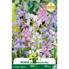 Scille campanulata mélange 10 bulbes