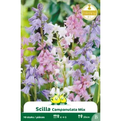 Scille campanulata mélange 10 bulbes