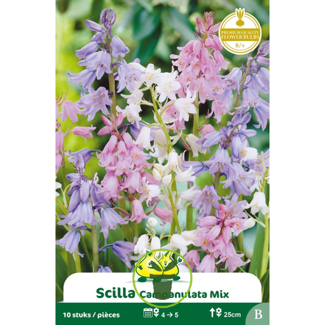 Scille campanulata mélange 10 bulbes