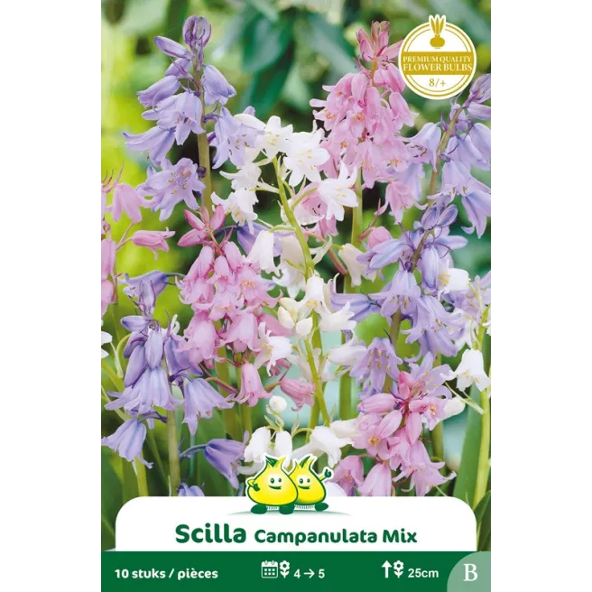Scille campanulata mélange 10 bulbes