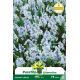 Puschkinia Libanotica 10 bulbes Puschkinia Libanotica 10 bulbes