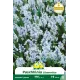 Puschkinia Libanotica 10 bulbes