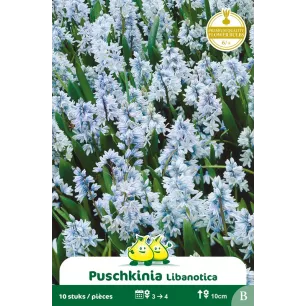 Puschkinia Libanotica 10 bulbes