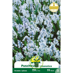 Puschkinia Libanotica 10 bulbes