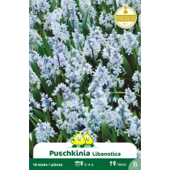 Puschkinia Libanotica 10 bulbes