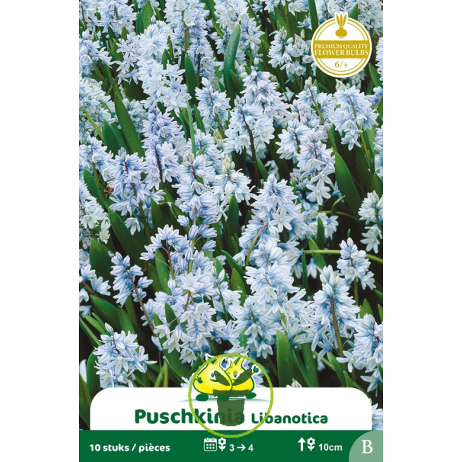 Puschkinia Libanotica 10 bulbes Puschkinia Libanotica 10 bulbes