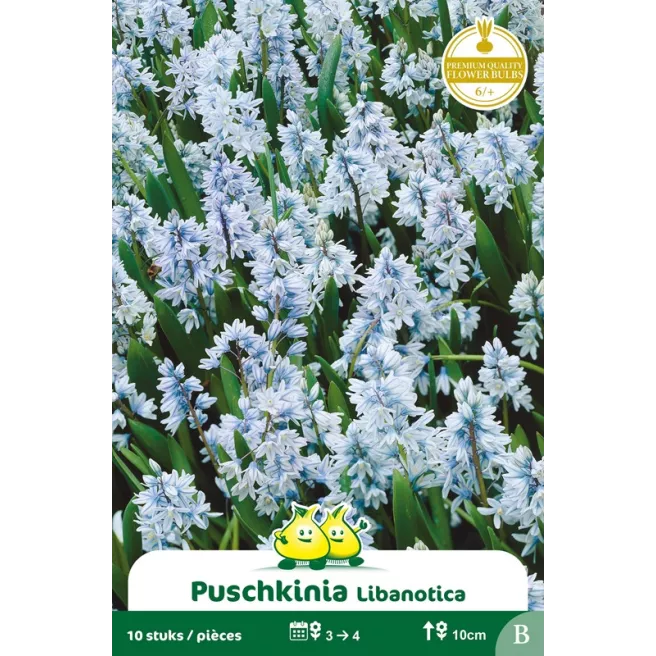Puschkinia Libanotica 10 bulbes