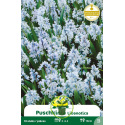 Puschkinia Libanotica 10 bulbes