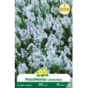 Puschkinia Libanotica 10 bulbes