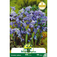 Scille de Sibérie bleu – 10 bulbes