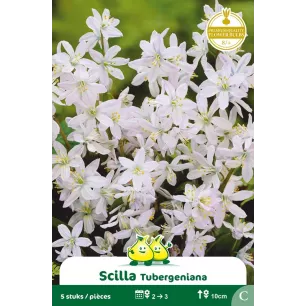 Scille tuberginia – 5 bulbes