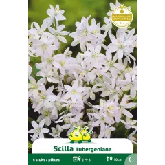 Scille tuberginia – 5 bulbes