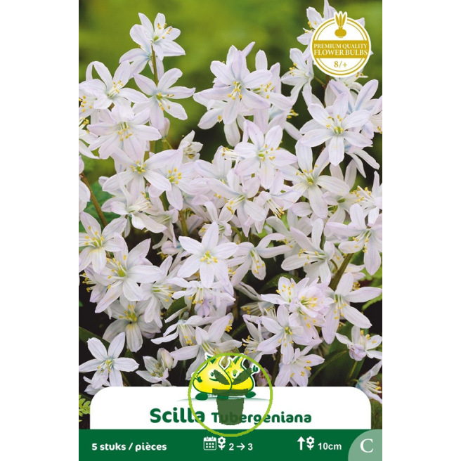 Scille tuberginia – 5 bulbes