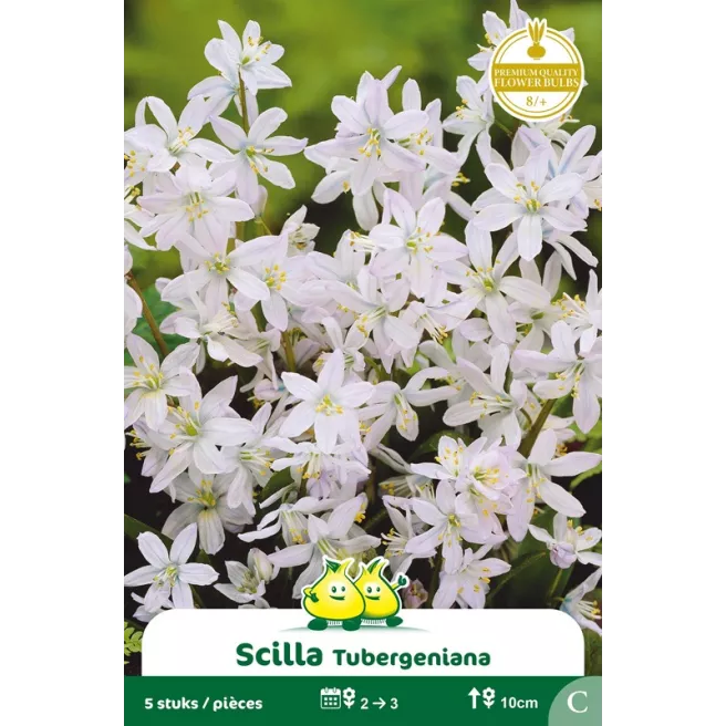 Scille tuberginia – 5 bulbes