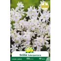 Scille tuberginia – 5 bulbes