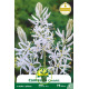 Camassia Cusickii – 2 bulbes