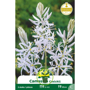 Camassia Cusickii – 2 bulbes