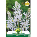 Camassia bleu - Bulbes
