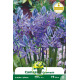 Camassia bleu - Bulbes