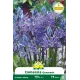Camassia bleu - Bulbes