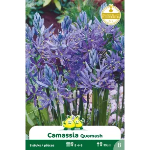 Camassia bleu - Bulbes