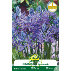Camassia bleu - Bulbes