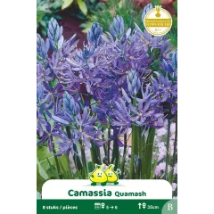 Camassia Quamash 8 bulbes