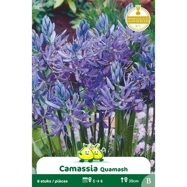 Camassia bleu - Bulbes