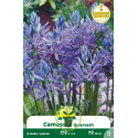 Camassia Quamash 8 bulbes