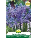 Camassia Quamash 8 bulbes