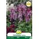 Corydalis solida – 5 bulbes