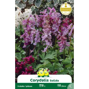 Corydalis solida – 5 bulbes