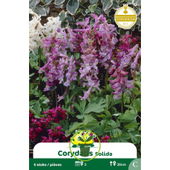 Corydalis solida – 5 bulbes