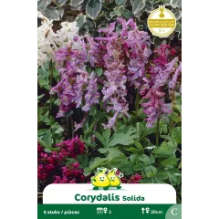 Corydalis solida – 5 bulbes