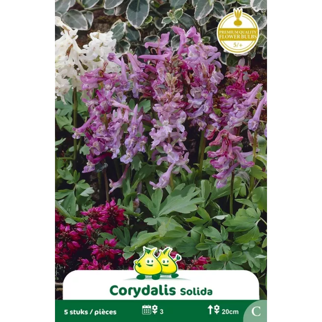 Corydalis solida – 5 bulbes
