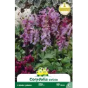 Corydalis solida – 5 bulbes